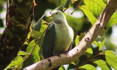 Oiseau vert dans son habitat naturel - AOA Polynesian Forests